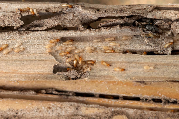 Best Affordable Pest Control Services  in Toona, AL